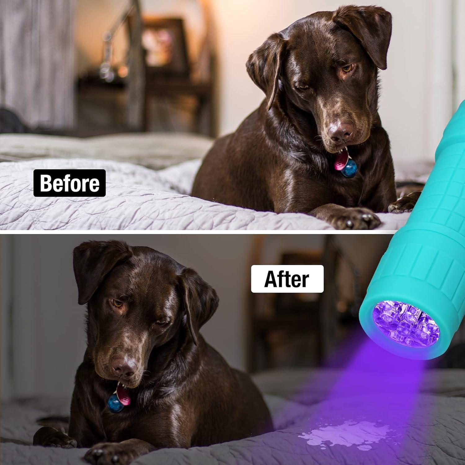 image:imageEverBrite UV Blacklight Flashlights 3Pack Set 9 LEDs 395nm Mini Black Light for Neon Glow Art Class Teaching Scorpions Pets Stains Urine 9 AAA Batteries IncludedE000082 UV Light 6Pack